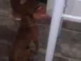 Marley