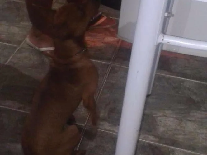Cachorro raça Pincher idade 1 ano nome Marley