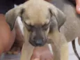 BRUNINHO