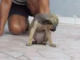 BRUNINHO