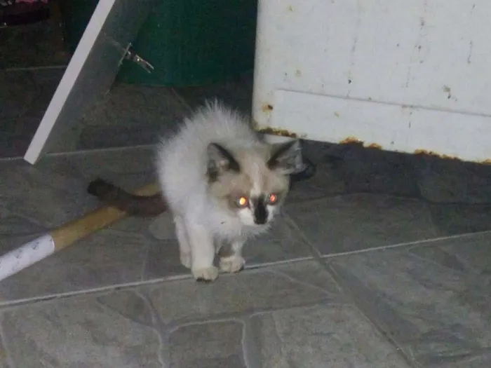 Gato ra a Siames idade 2 a 6 meses nome Sem nome