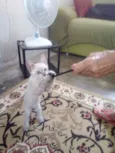Ollie