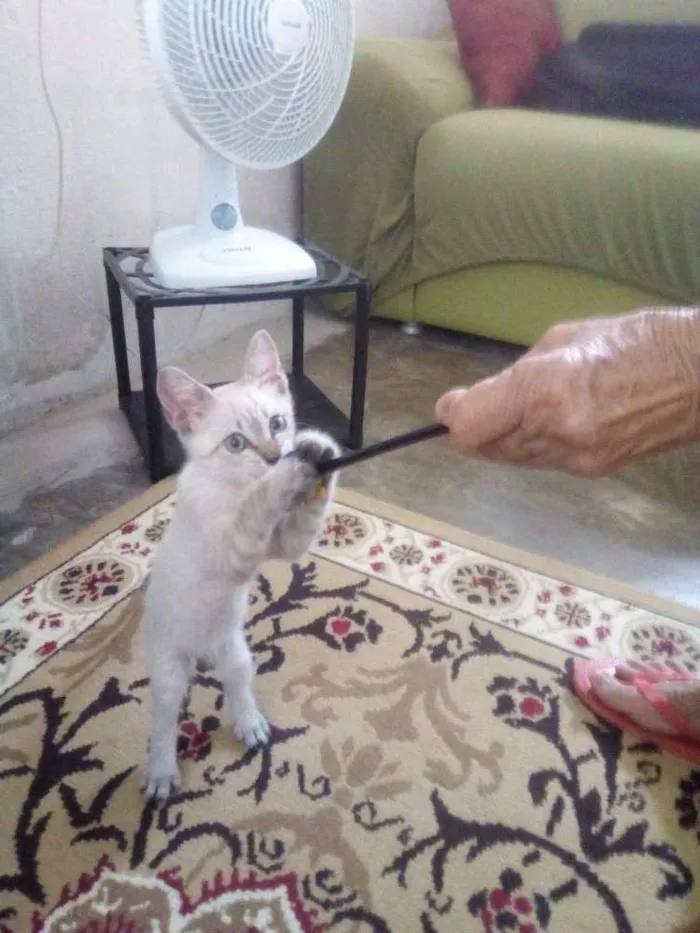 Gato raça Srd idade 2 a 6 meses nome Ollie