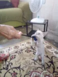 Ollie