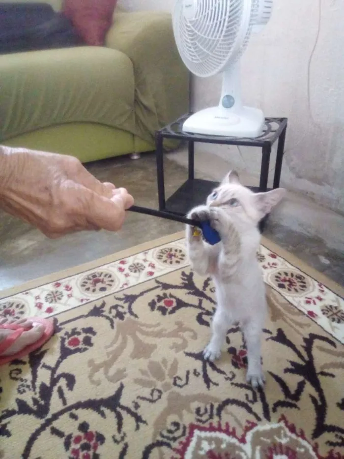 Gato raça Srd idade 2 a 6 meses nome Ollie