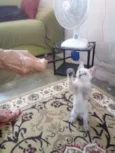 Ollie