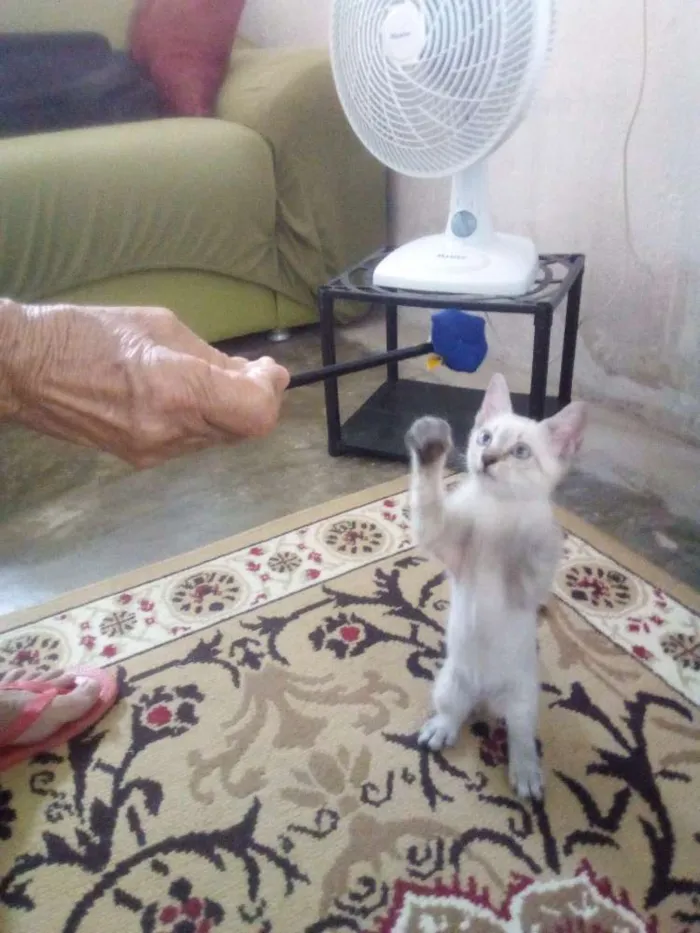Gato raça Srd idade 2 a 6 meses nome Ollie