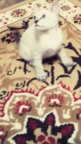 Ollie