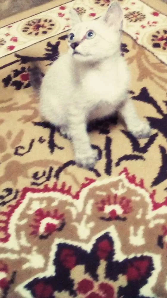 Gato raça Srd idade 2 a 6 meses nome Ollie