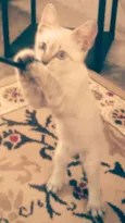 Ollie