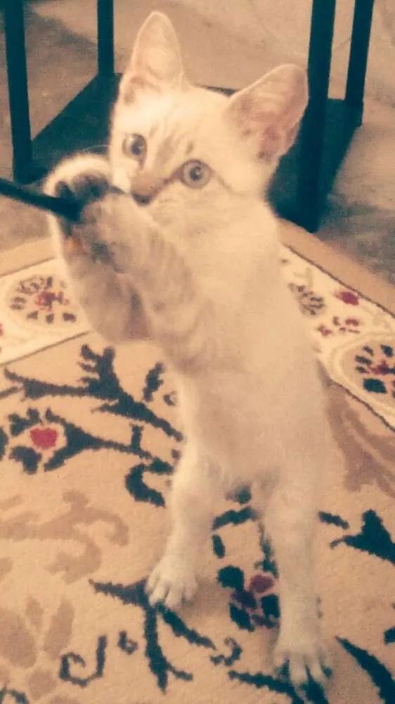 Gato raça Srd idade 2 a 6 meses nome Ollie