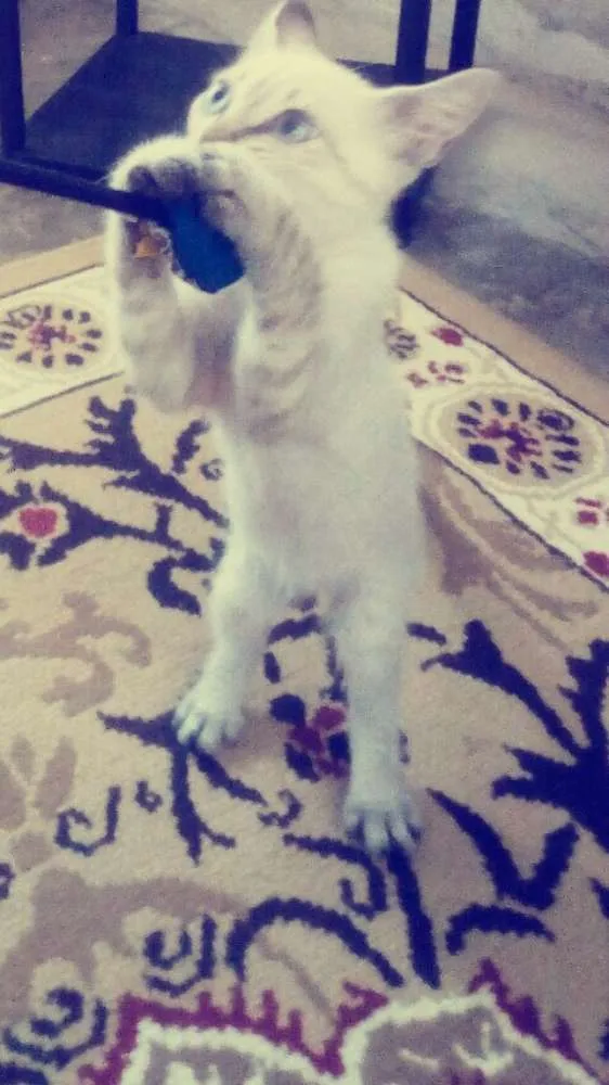 Gato raça Srd idade 2 a 6 meses nome Ollie