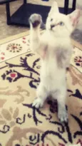 Ollie