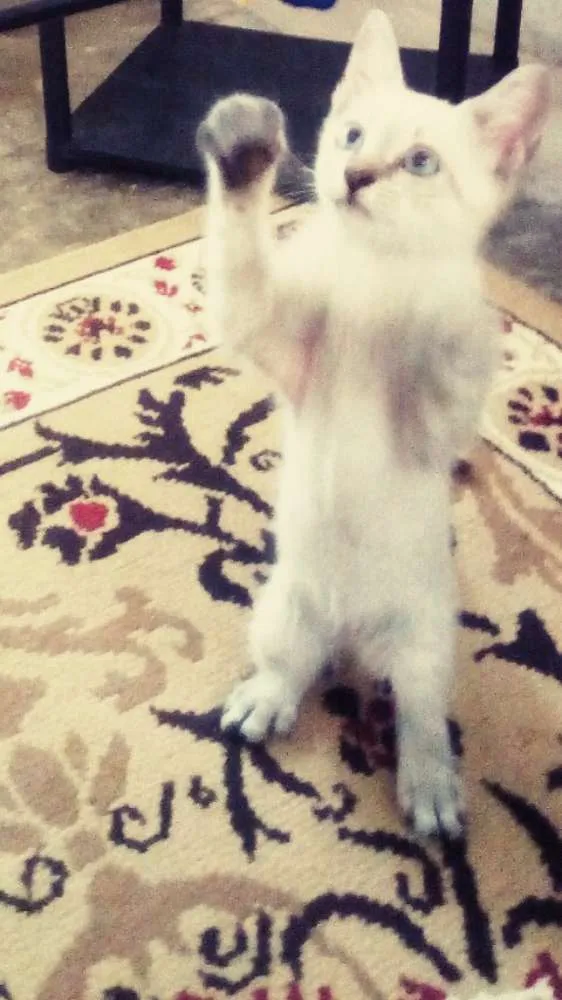 Gato raça Srd idade 2 a 6 meses nome Ollie