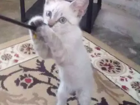 Gato raça Srd idade 2 a 6 meses nome Ollie
