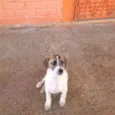 piscua