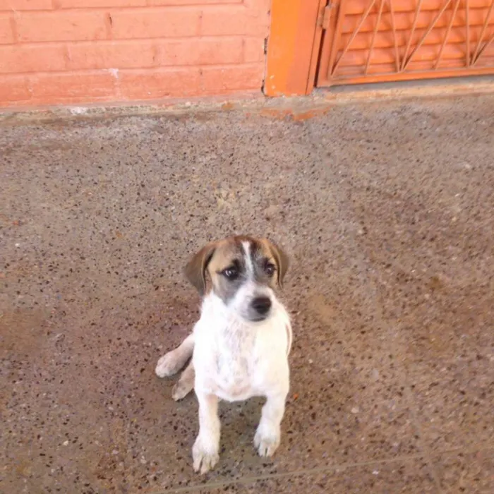 Cachorro ra a srd idade 2 a 6 meses nome piscua