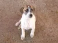 piscua