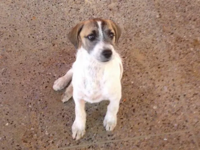 Cachorro ra a srd idade 2 a 6 meses nome piscua