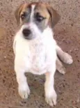 piscua