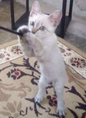 Gato raça Srd idade 2 a 6 meses nome Ollie