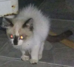 Gato raça Siames idade 2 a 6 meses nome Sem nome