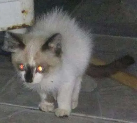 Gato ra a Siames idade 2 a 6 meses nome Sem nome