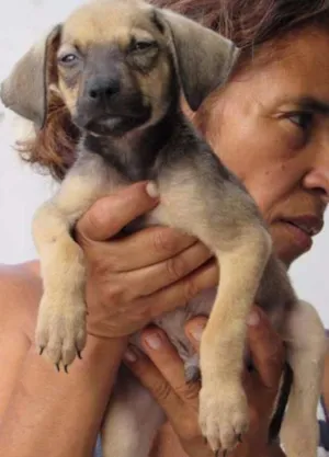 Cachorro raça SRD idade 2 a 6 meses nome BRUNINHO