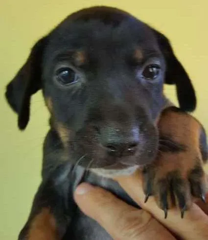 Cachorro ra a SRD idade Abaixo de 2 meses nome sem nome