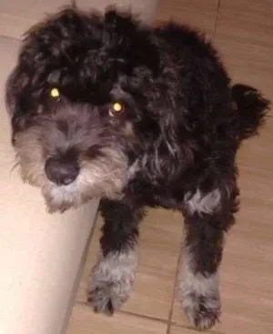 Cachorro raça York/poodle idade 7 a 11 meses nome Pretinho