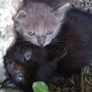 Gato raça sem raça idade Abaixo de 2 meses nome Sem Nome
