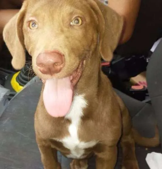 Cachorro ra a  idade 2 a 6 meses nome thor