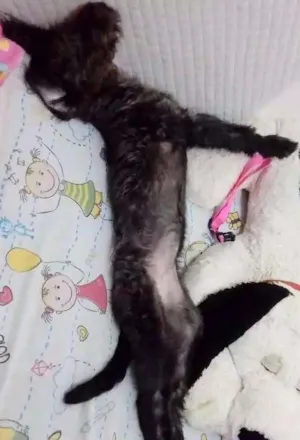 Cachorro raça "Poodle" idade 2 a 6 meses nome Melissa
