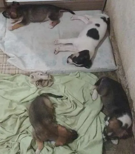 Cachorro ra a Vira lata idade 7 a 11 meses nome Não tem nome 