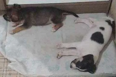 Cachorro ra a Vira lata idade 7 a 11 meses nome Não tem nome 