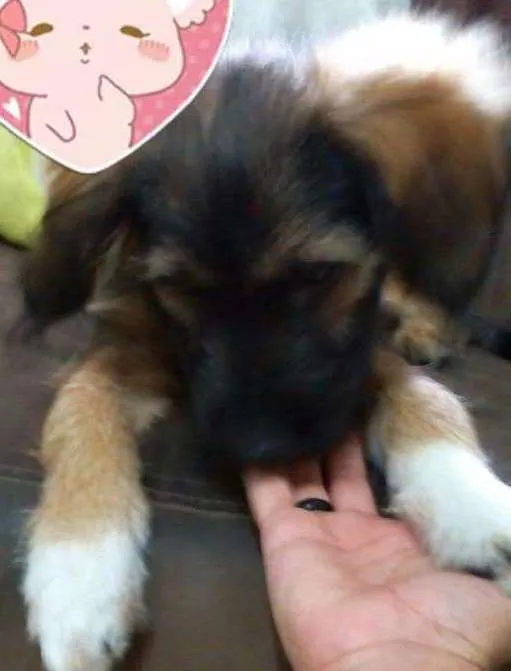 Cachorro ra a SRD idade 2 a 6 meses nome Mel