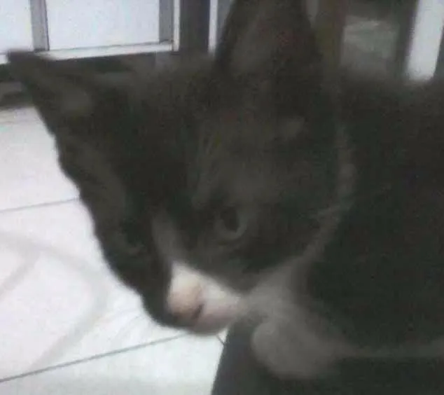 Gato ra a  idade Abaixo de 2 meses nome james bond