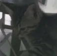 martinha