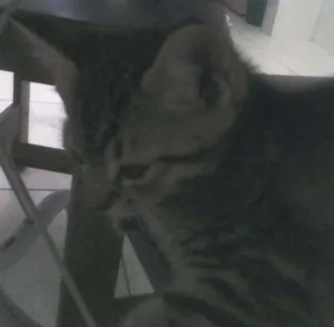 Gato raça  idade Abaixo de 2 meses nome martinha