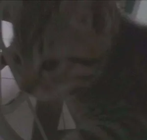 Gato raça  idade Abaixo de 2 meses nome vanderleia