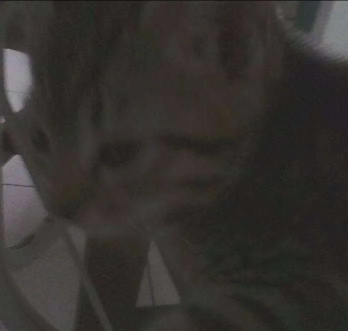 Gato ra a  idade Abaixo de 2 meses nome vanderleia