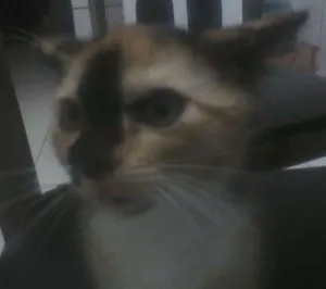 Gato raça  idade Abaixo de 2 meses nome Mu