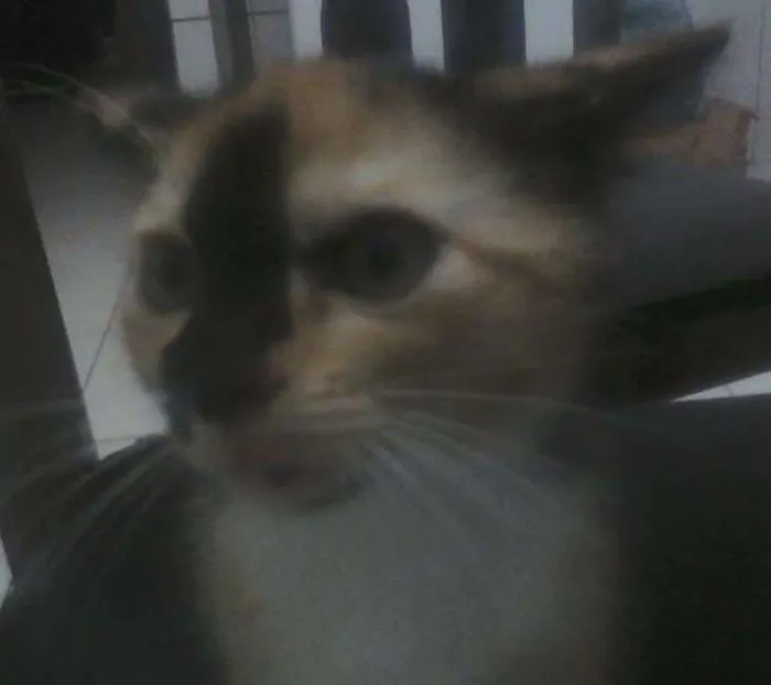 Gato ra a  idade Abaixo de 2 meses nome Mu