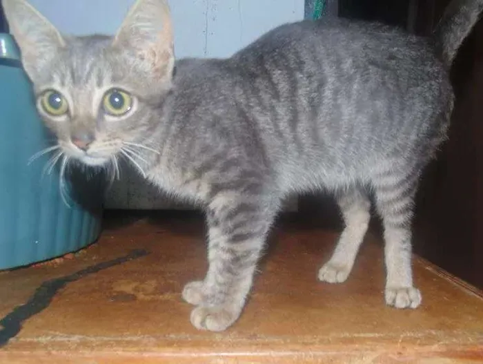 Gato ra a SRD idade 2 a 6 meses nome Fred/Ozzi/Elza