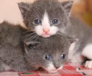 Gato raça sem raça idade Abaixo de 2 meses nome Sem nome