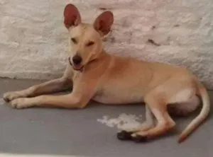 Cachorro raça srd idade  nome Picolino