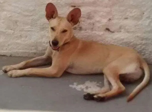 Cachorro ra a srd idade  nome Picolino
