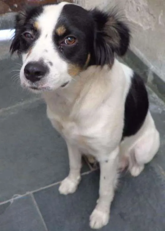 Cachorro ra a mix idade  nome Princesa