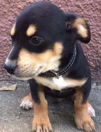 Cachorro ra a srd idade 2 a 6 meses nome Bebê