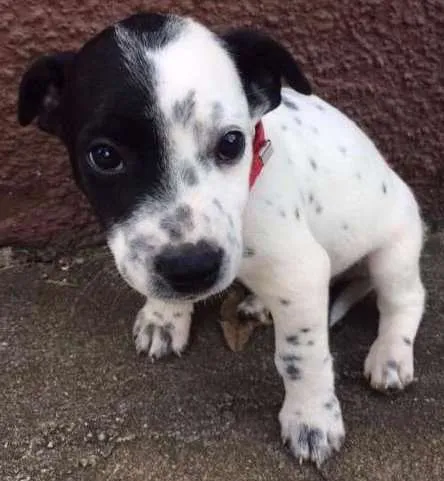 Cachorro ra a srd idade 2 a 6 meses nome Filhotinho